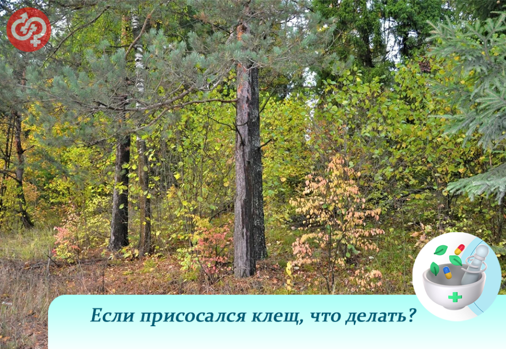 Если присосался клещ, что делать?